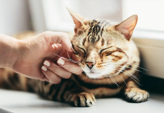 Understanding Your Cat’s Purring: More Than Just Happiness