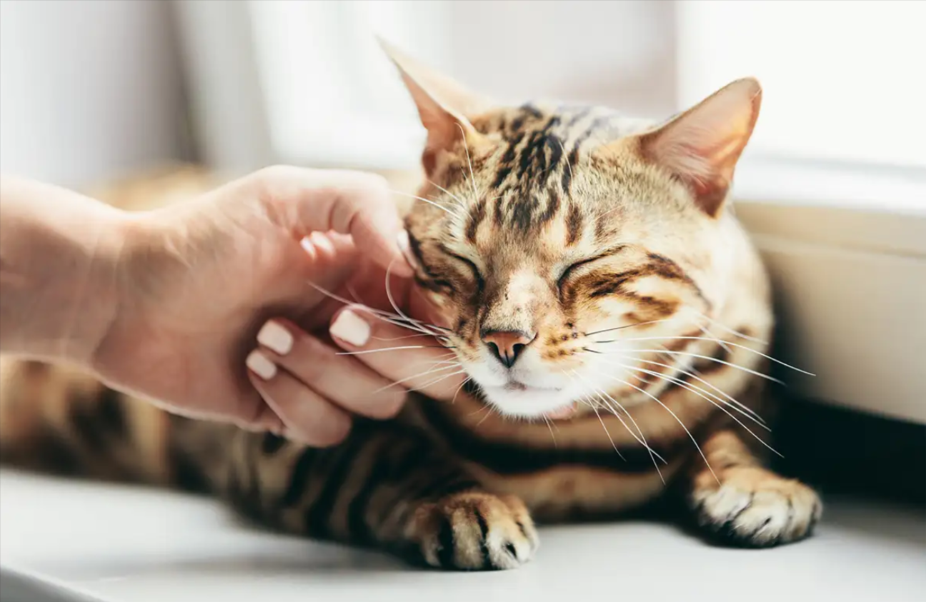 Understanding Your Cat’s Purring: More Than Just Happiness