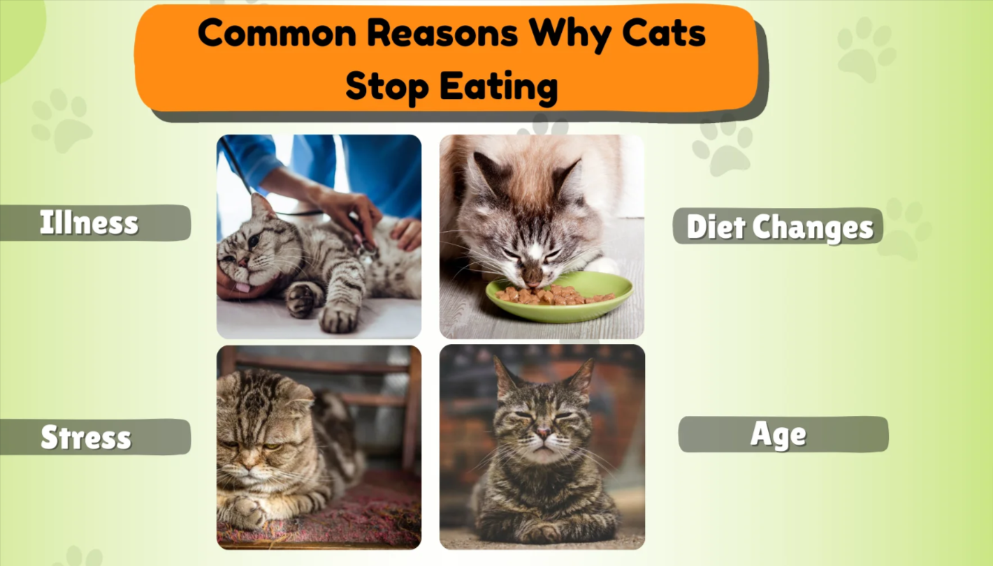 Understanding Why Your Cat Suddenly Stops Eating