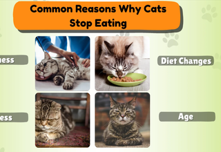 Understanding Why Your Cat Suddenly Stops Eating