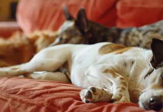 Understanding Your Pet’s Sleeping Habits