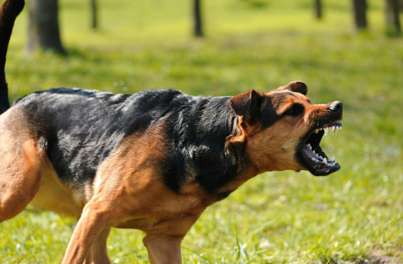 How to Handle Aggression in Small Pets