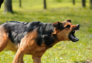 How to Handle Aggression in Small Pets