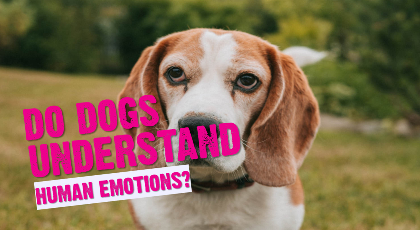 Can Dogs Understand Human Emotions?