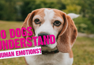 Can Dogs Understand Human Emotions?