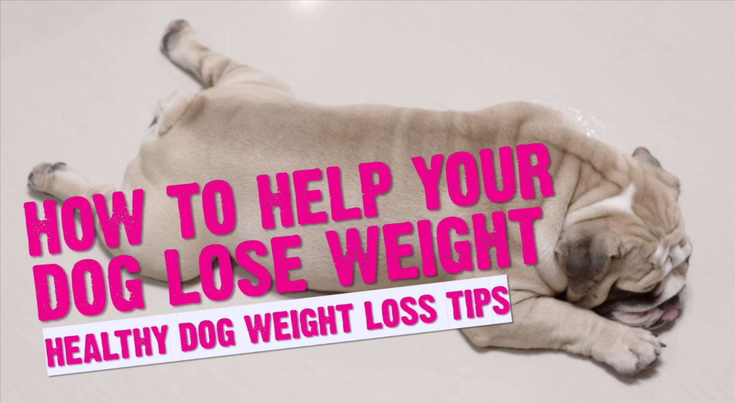 How to Help Your Pet Lose Weight Safely