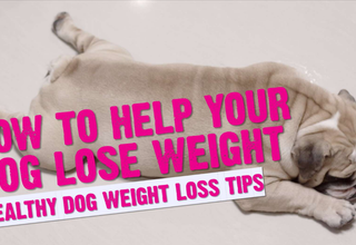 How to Help Your Pet Lose Weight Safely